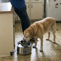 Dog Water Fountain for Multi-pet Household