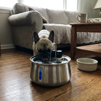 Dog Water Fountain for Multi-pet Household